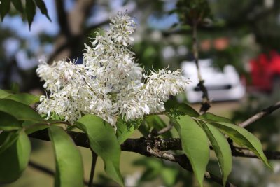 Fraxinus ornus - jasan manový (zimnář) - květenství 1 (31)